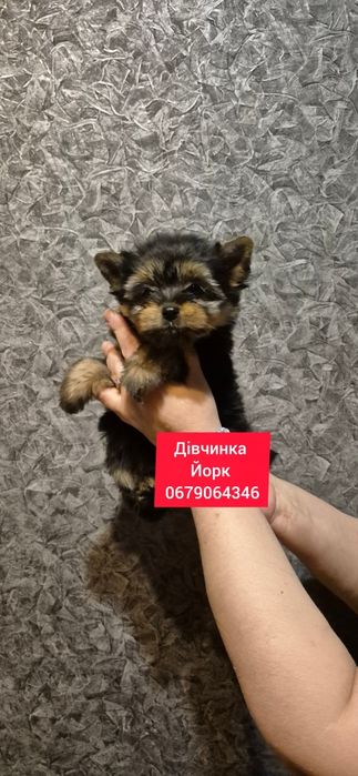 Дівчатка йоркширського терьера