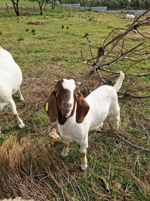 Cabrito Boer puro
