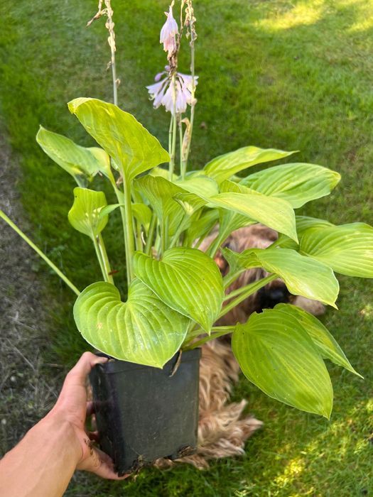 Funkia Hosta 'Sheila West' Doniczka 2.0L Duże Złote liście