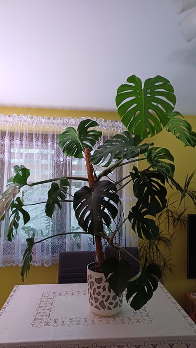 Kwiat  doniczkowy monstera.
