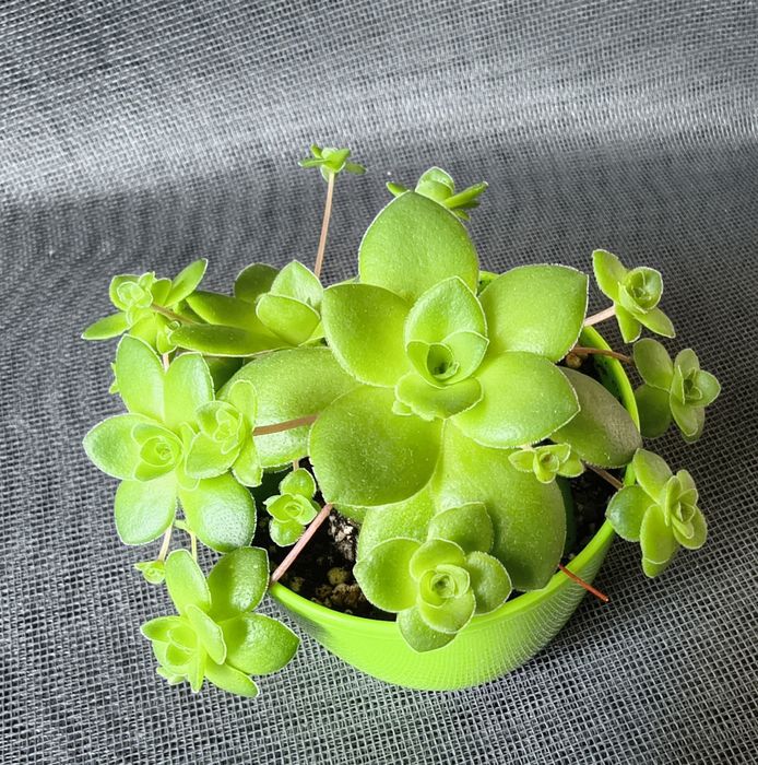 Крассула, крассула, crassula, суккуленты, сукуленти  succulents, невибагливі рослини неприхотливые растения