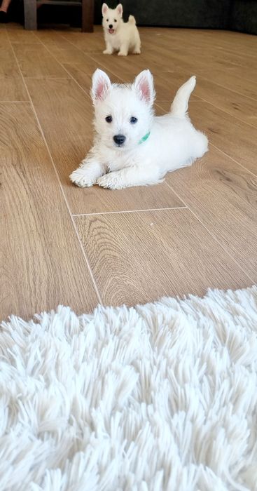 West Highland White Terrier- szczeniak