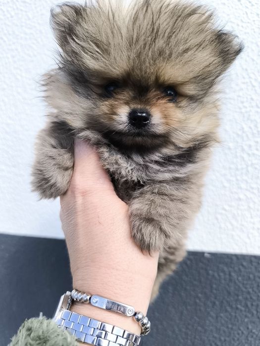 Spitz Mini.  Lulu da Pomerânia . Laranja. Linhagem Russa