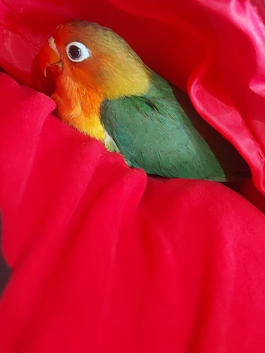 Vendo Agapornis Fischers Opalino.