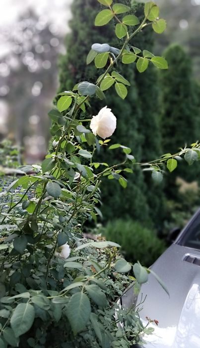 Meizu m6t  3/32гб.Стан ідеальний