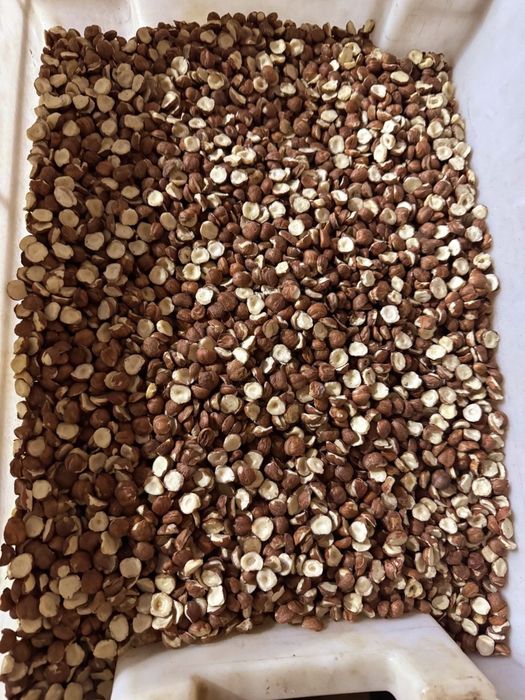 Продам фундук чищений