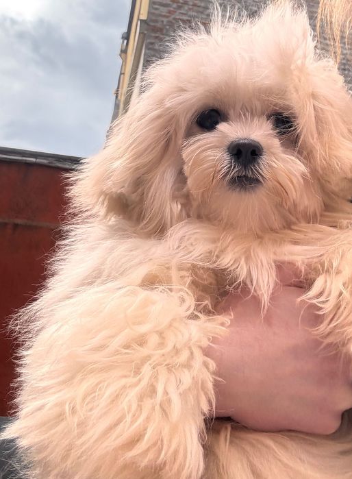 Мальтипу девочка