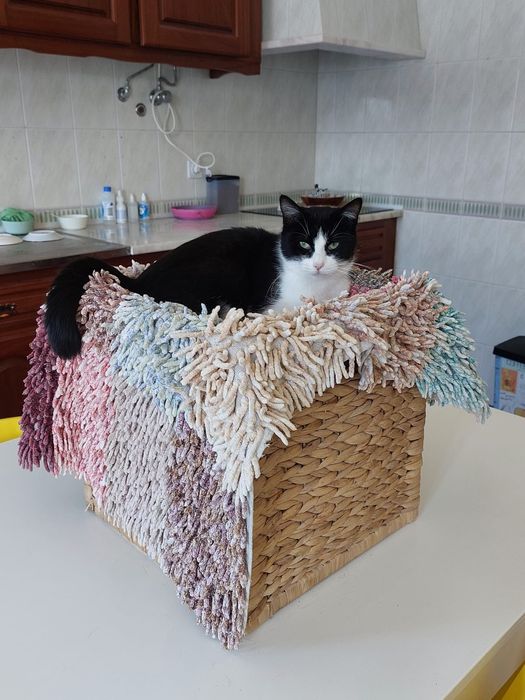 Gatinha bebé já esterilizada e microchipada para adoção