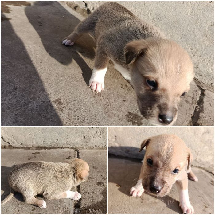 Відам в хороші руки цуценята.