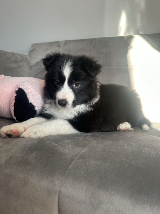 Suczka Border Collie czarno biała