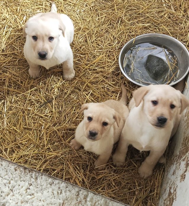 Labrador Retriever Z Rodowodem