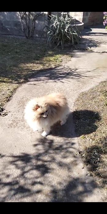 Померанський шпиц