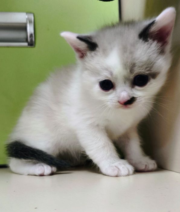 Котёнок мальчик сиамский 1 месяц