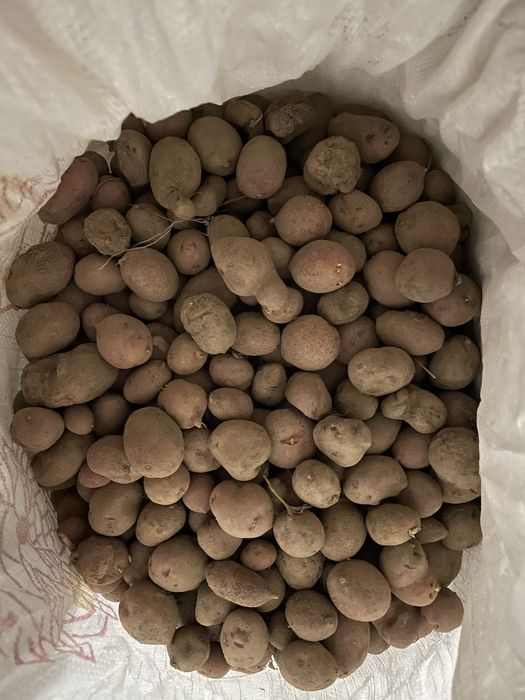 Дрібна картопля на корм