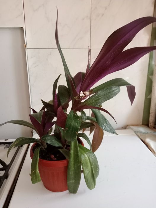 Комнатные растения, ,цена договорная