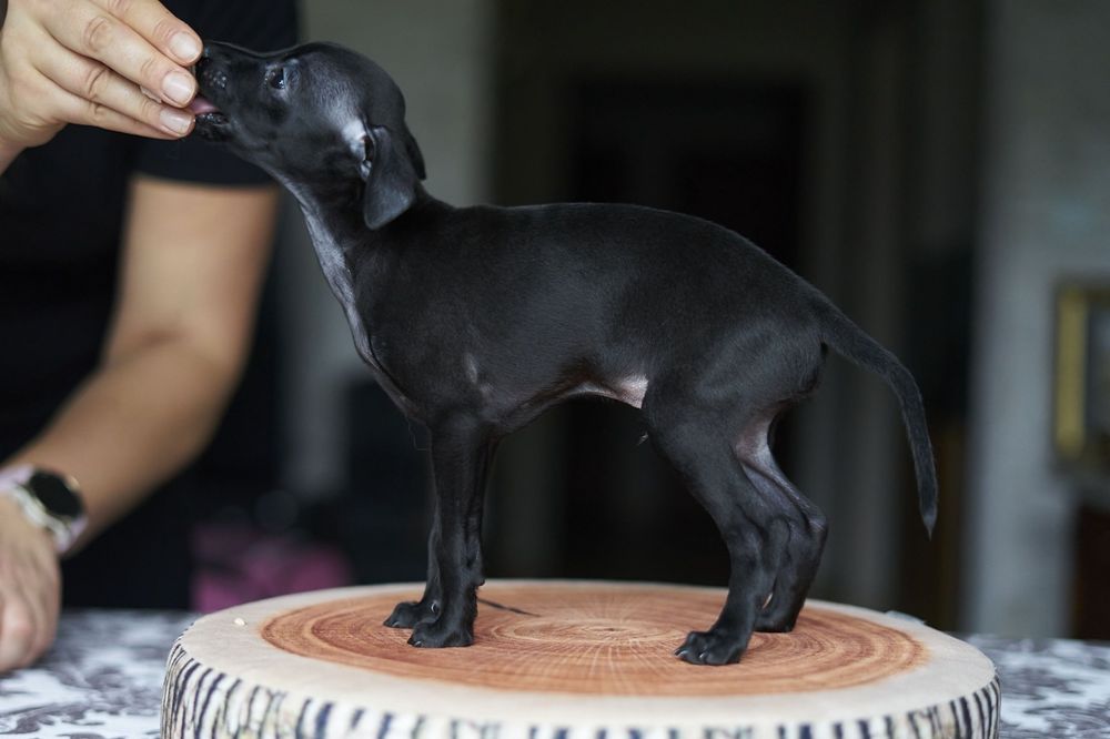 Charcik włoski - Brivio chłopiec ZKWP/FCI