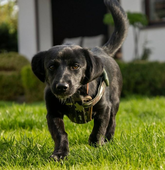 Szczeniaczki do adopcji. Pozostał czarny piesek