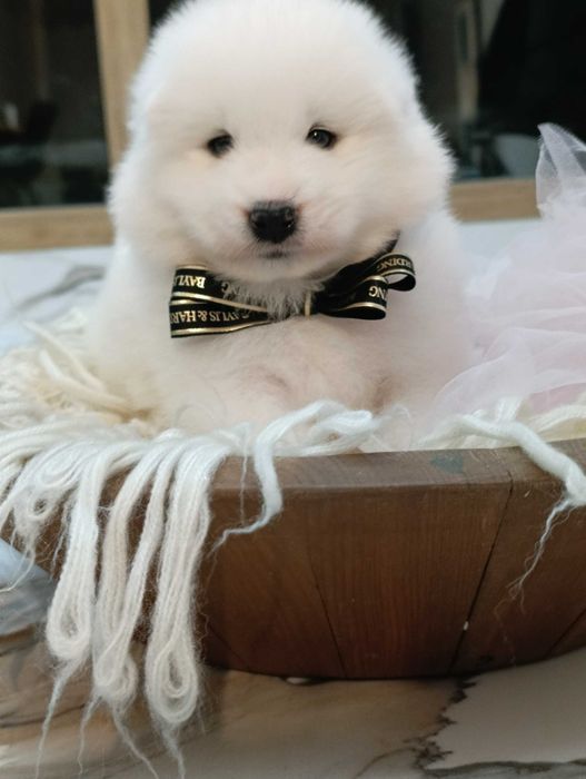 Samoyed szczenię rodowód FCI rodzice