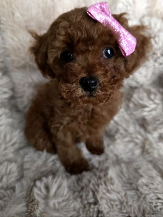 Pudel toy red suczka linia azjatycka badania rodziców