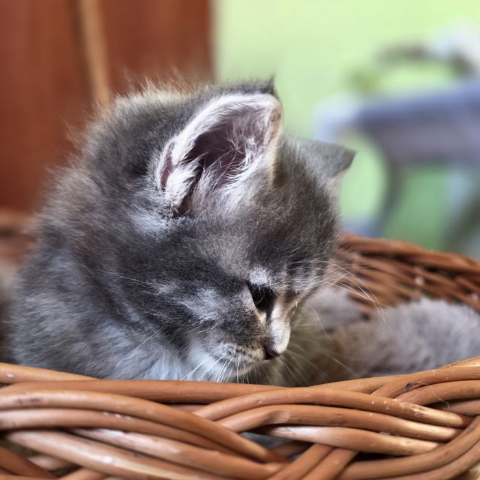 Kotka Maine Coon