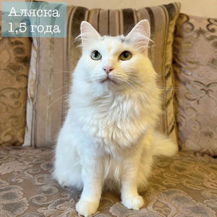 Аляска ищет дом!