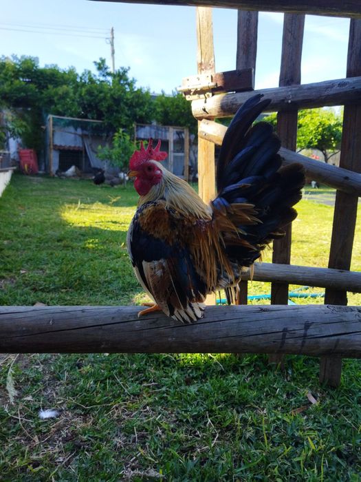 Galinhas raça Serama/Ovos