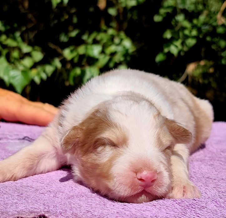 Owczarek australijski, red merle