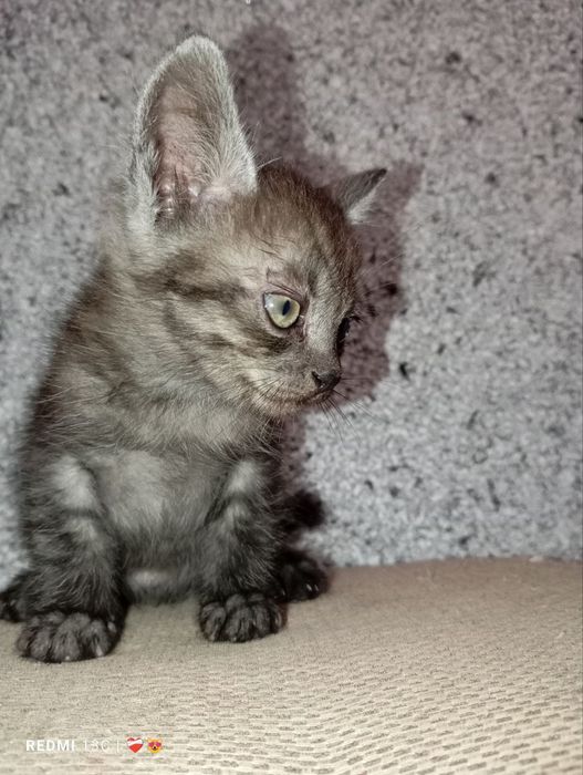 Маленькі комочки шукають дімВіддам безкоштовно в люблячу сім'ю.