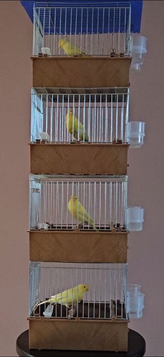 Kanarki wodnotokowe Malinois