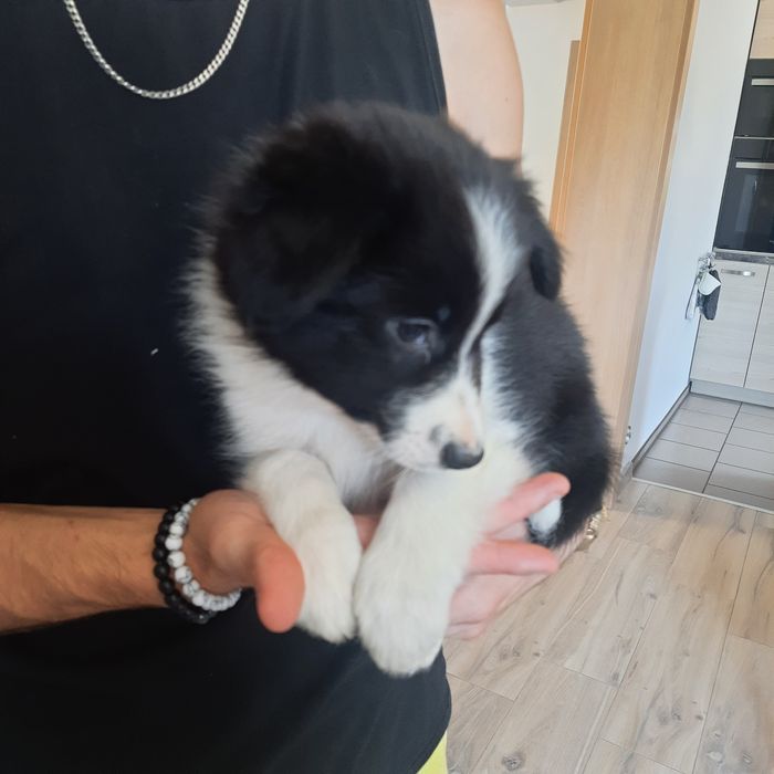 Border Collie piesek