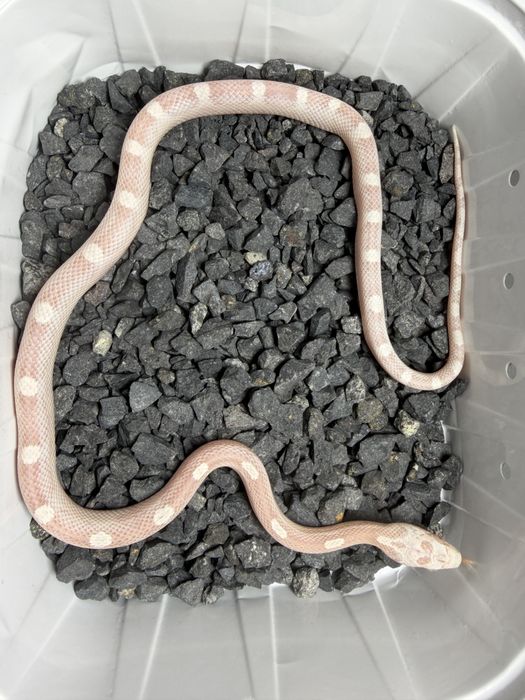 Wąż zbożowy (Pantherophis guttatus) ultramel