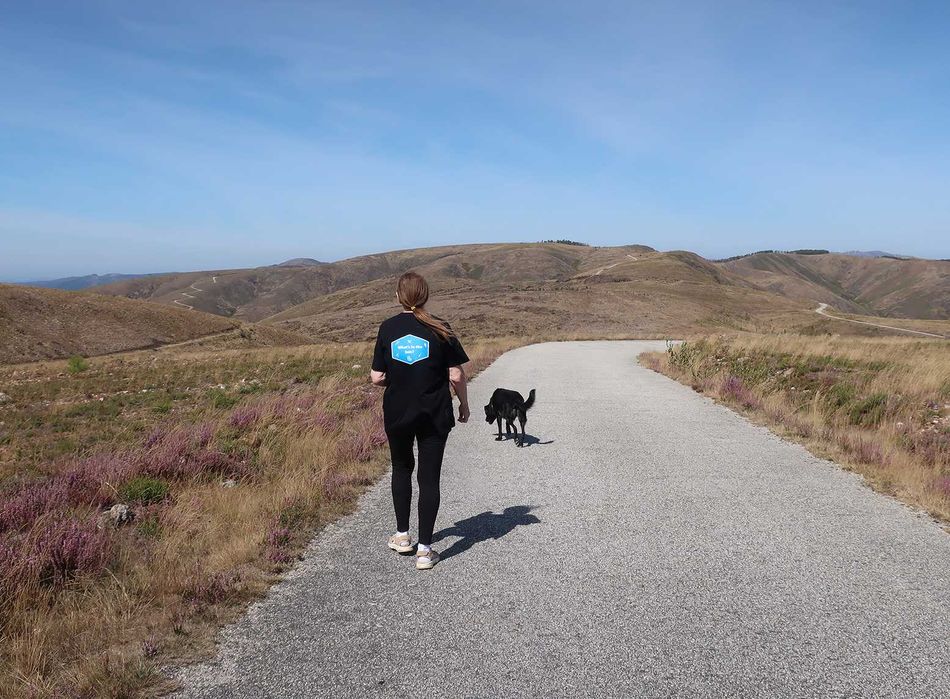 Passeio Canino / Dog Walking