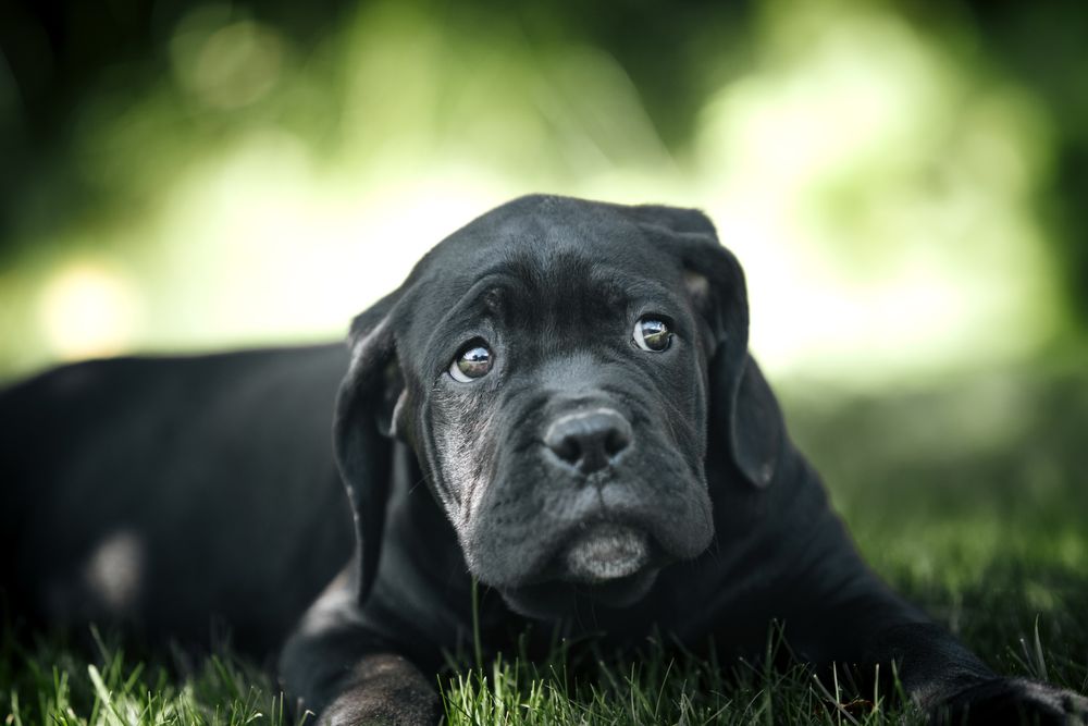 Кане корсо цуценята