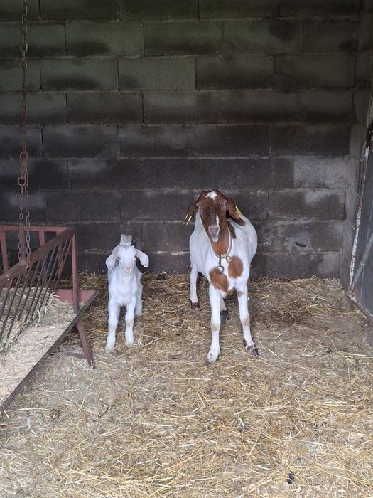 Cabra e Chibas Boer x Anglo Nubliano