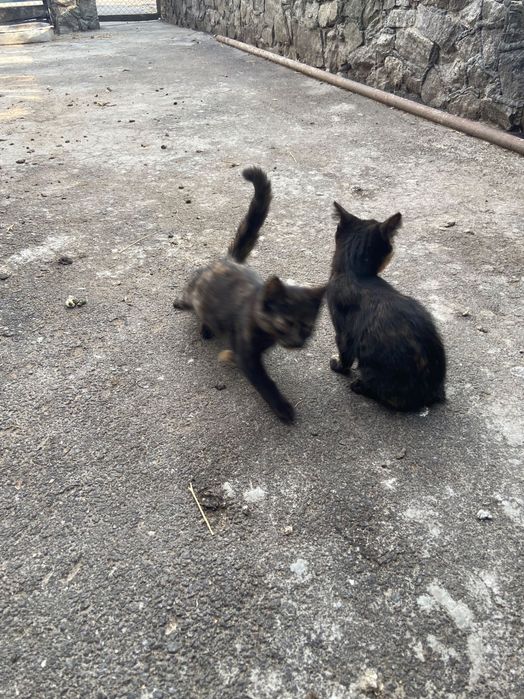 Відам троє котенят