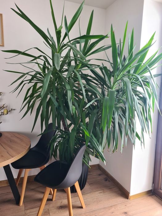 Juka domowa YUCCA