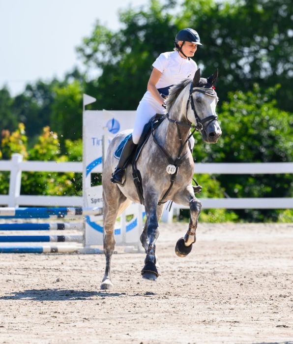 Stakkatol/Caretino wałach 7 lat z potencjałem