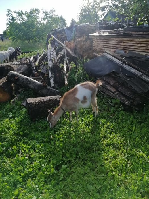 Продається коза з козенятами