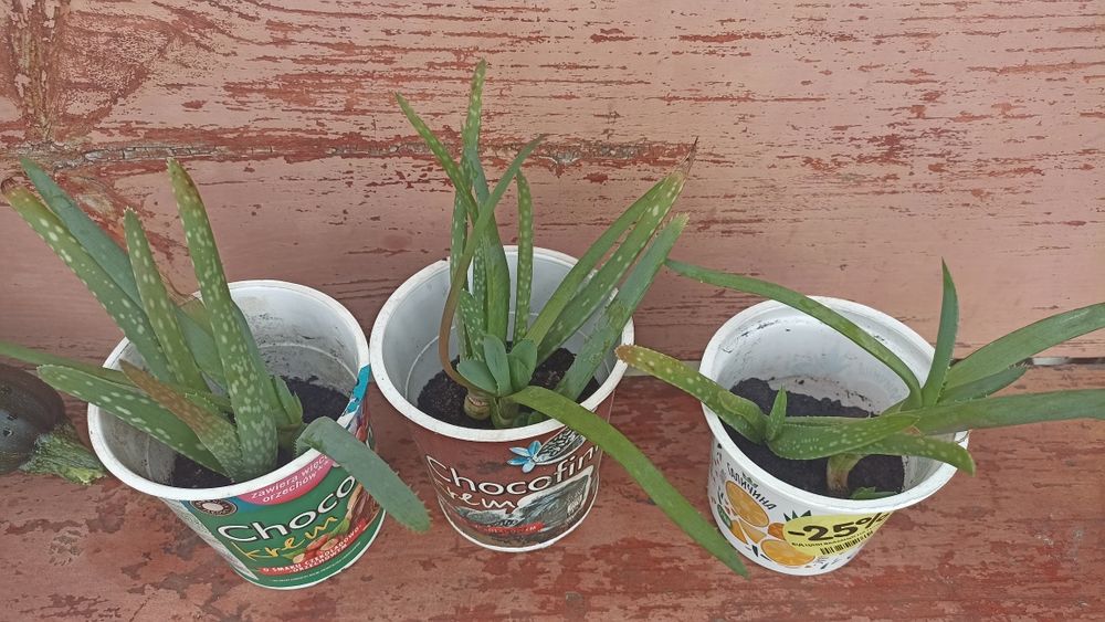 Продам два вида алоє