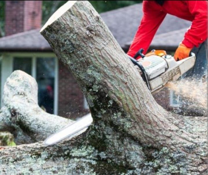 Wycinka Drzew, pielęgnacja, koszenie