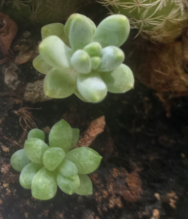 Сукуленти та кактуси.