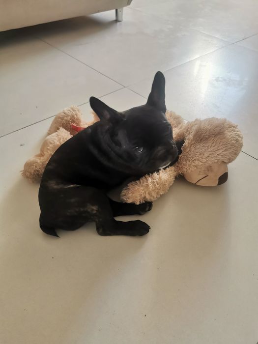 Buldog francuski