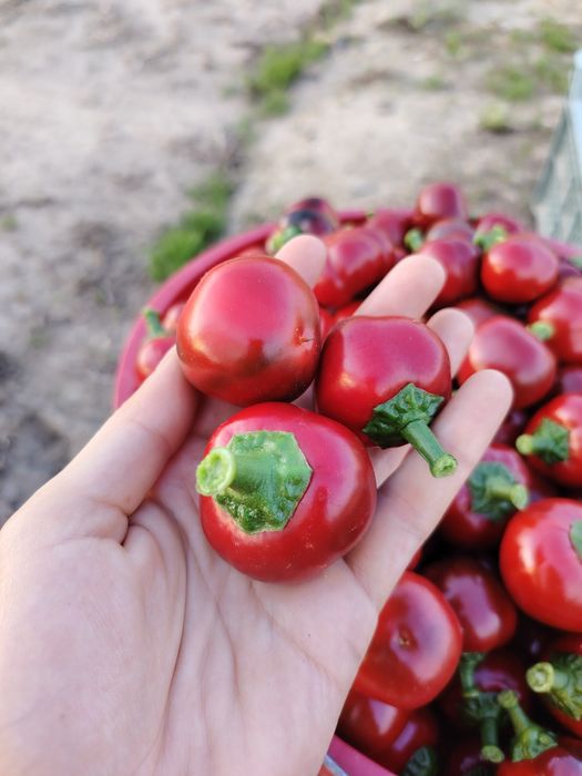Papryka ostra czereśniowa 2 kg