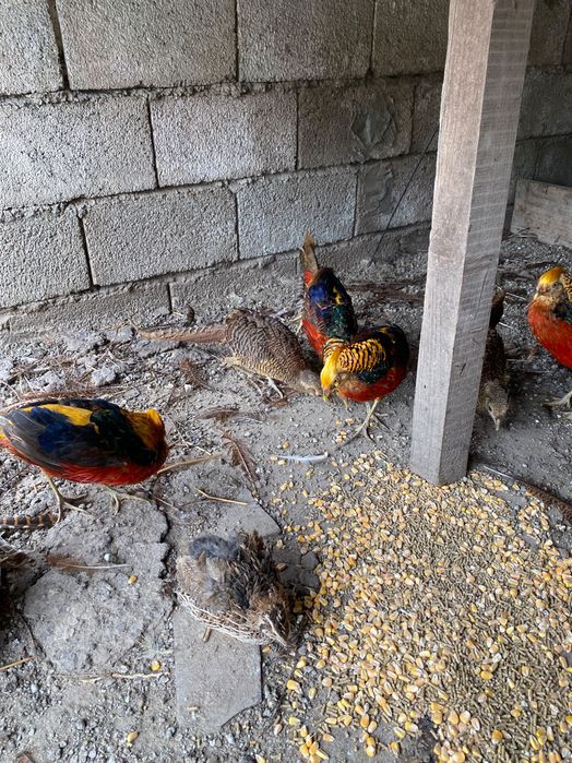Faisãos dourados