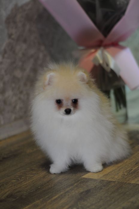 Крутезні ТОП ведмежата