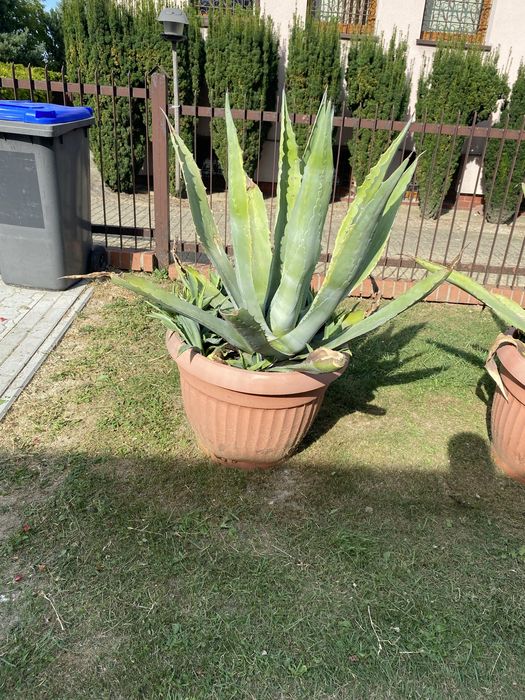 Agawa- kwiatki sprzedam