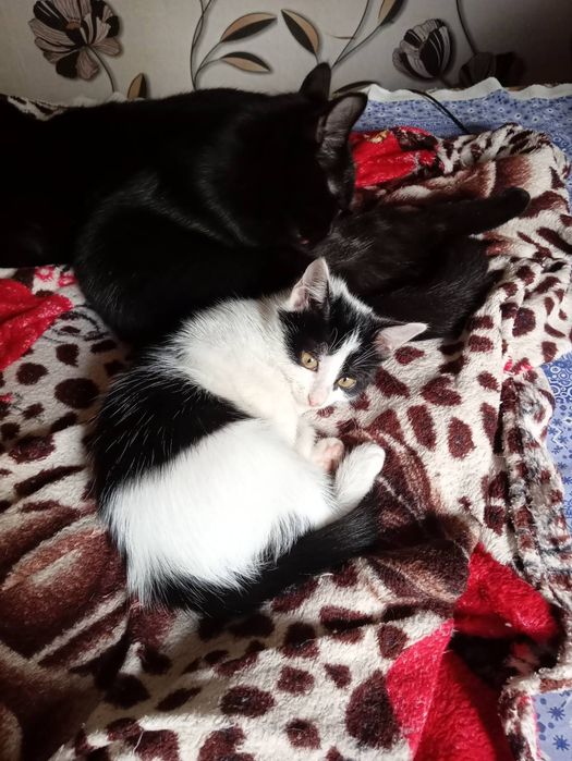 Милые котята бесплатно. кот. кошка. котенок даром