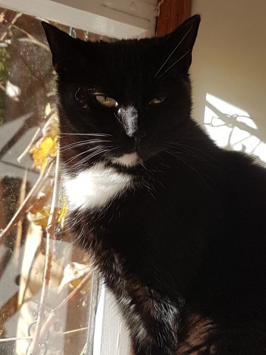 Kocurek 3 lata potrzebuje kochającego domu