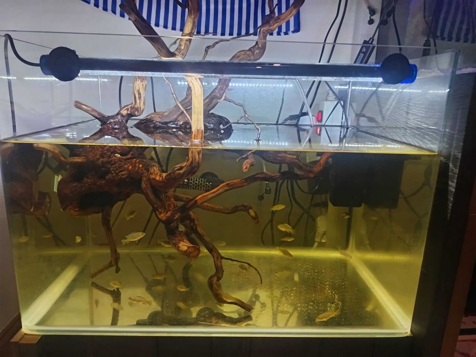 Aquário e peixes
