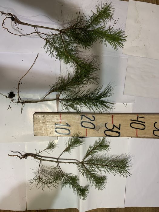 Саджанці Сосна звичайна.